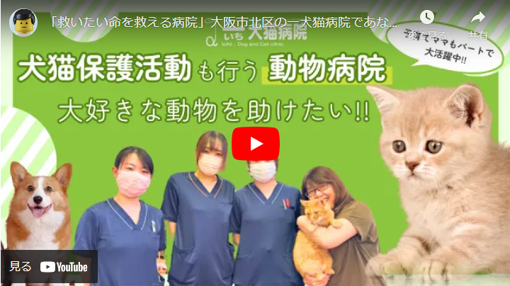 ＜求人動画＞【一犬猫病院】様　「救いたい命を救える病院」大阪市北区の一犬猫病院であなたも働きませんか？
